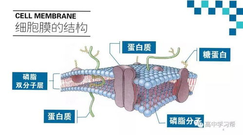 高中生物基础知识点梳理