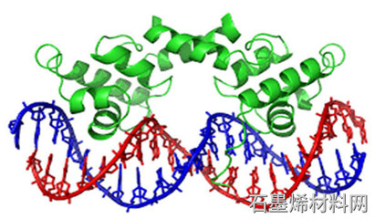 阿彻和阿德莱德大学开发基于石墨烯的生物传感器